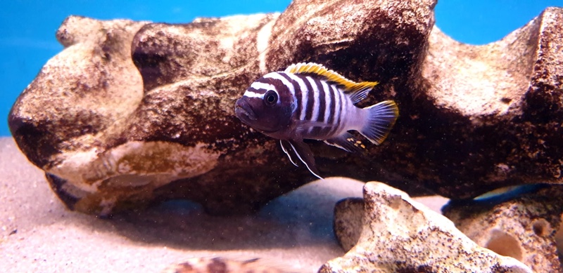 Cynotilapia zebroides 'Likoma Island'